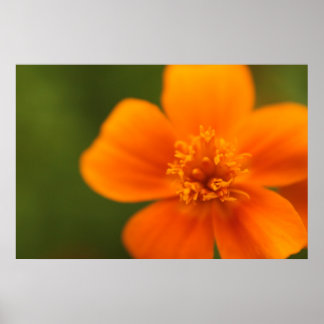 Orange Blume Poster
