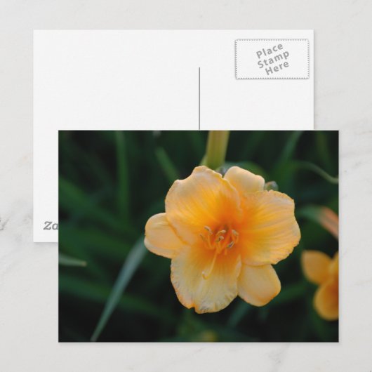 Orange Blume Postkarte (Vorne/Hinten)