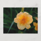 Orange Blume Postkarte (Vorderseite)