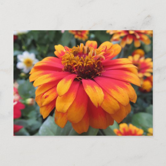 Orange Blume Postkarte (Vorderseite)