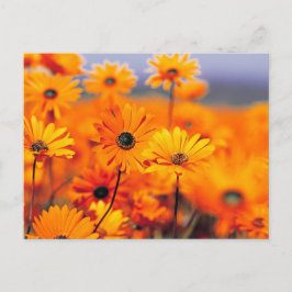 Orange Blume Postkarte
