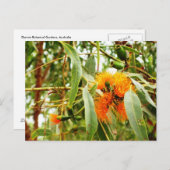 Orange Blume Postkarte (Vorne/Hinten)