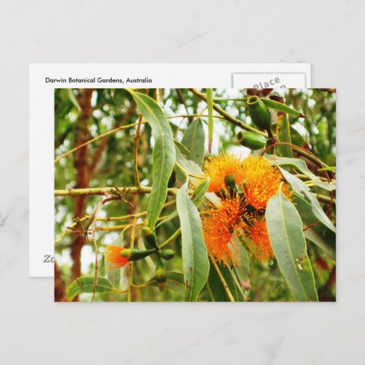 Orange Blume Postkarte (Vorne/Hinten)