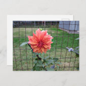 Orange Blume Postkarte (Vorne/Hinten)