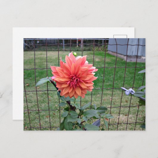 Orange Blume Postkarte (Vorne/Hinten)