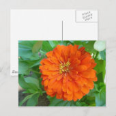 Orange Blume Postkarte (Vorne/Hinten)