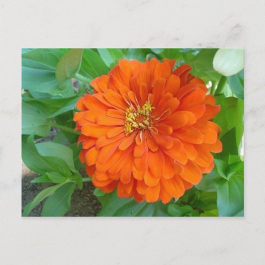 Orange Blume Postkarte (Vorderseite)