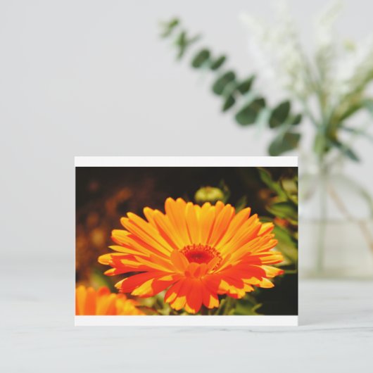 Orange Blume Postkarte (Stehend Vorderseite)