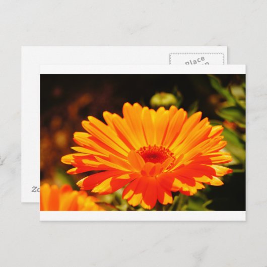 Orange Blume Postkarte (Vorne/Hinten)