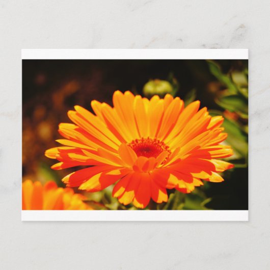 Orange Blume Postkarte (Vorderseite)