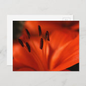 Orange Blume Postkarte (Vorne/Hinten)