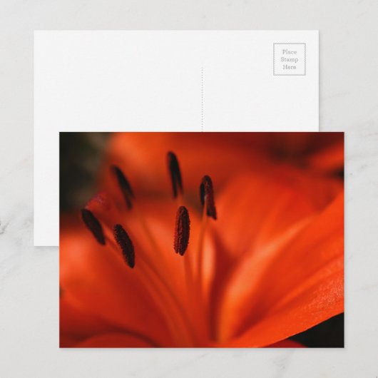 Orange Blume Postkarte (Vorne/Hinten)