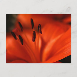 Orange Blume Postkarte