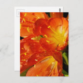 Orange Blume Postkarte (Vorne/Hinten)