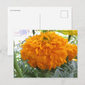 Orange Blume Postkarte (Vorne/Hinten)