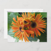 Orange Blume Trio Postkarte (Vorne/Hinten)