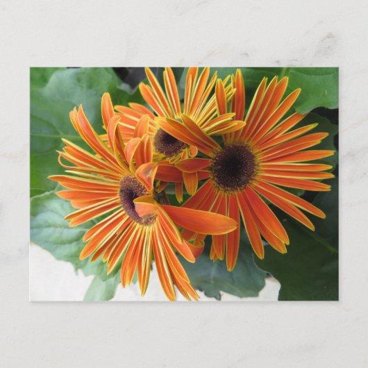 Orange Blume Trio Postkarte (Vorderseite)