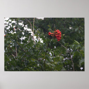 Orange Blumen Foto Poster