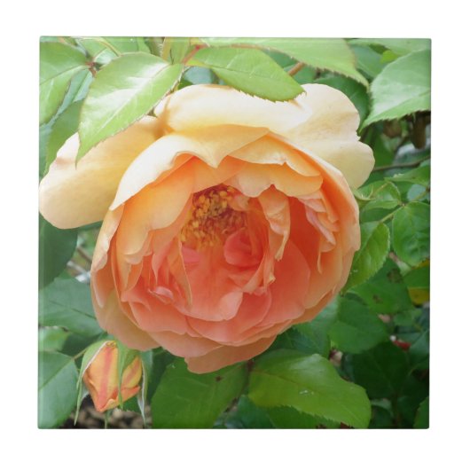 Orange Blush Rose Fliese (Vorderseite)