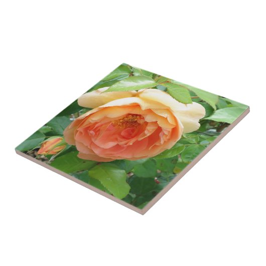 Orange Blush Rose Fliese (Seite)
