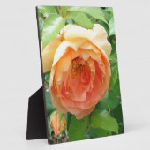 Orange Blush Rose Fotoplatte (Seite)