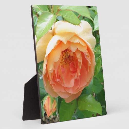 Orange Blush Rose Fotoplatte (Seite)