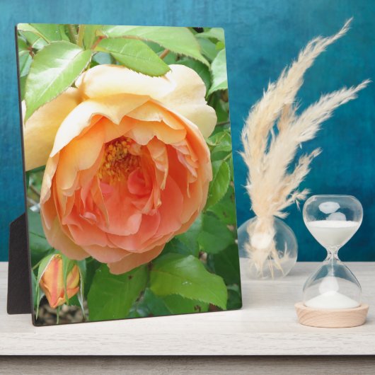 Orange Blush Rose Fotoplatte (Seite)