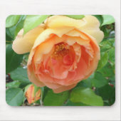 Orange Blush Rose Mousepad (Vorne)