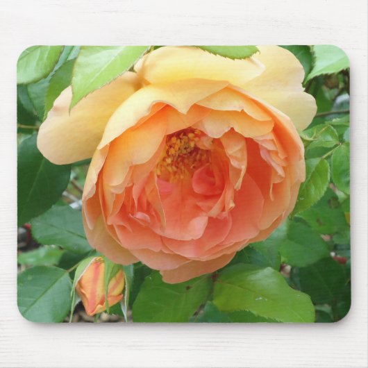 Orange Blush Rose Mousepad (Vorne)