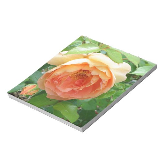 Orange Blush Rose Notizblock (Rotiert)