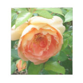 Orange Blush Rose Notizblock (Vorderseite)