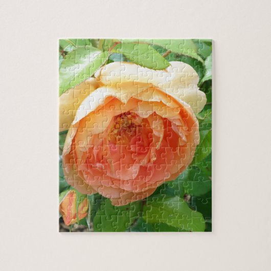 Orange Blush Rose Puzzle (Vertikal)