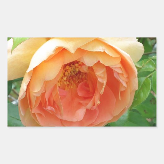 Orange Blush Rose Rechteckiger Aufkleber (Vorderseite)