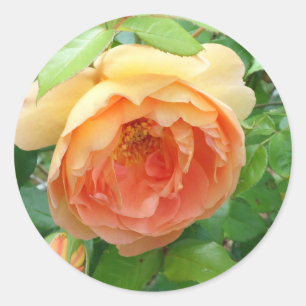 Orange Blush Rose Runder Aufkleber