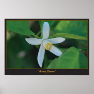 Orange Blüte Poster
