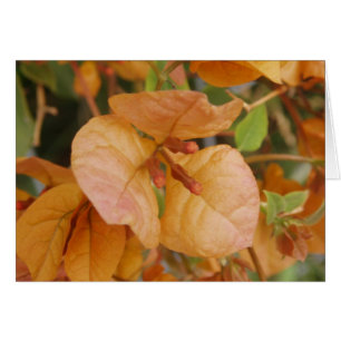 Orange Bougainvillea Karte