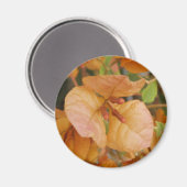 Orange Bougainvillea Magnet (Vorderseite/Rückseite)