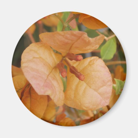 Orange Bougainvillea Magnet (Vorne)
