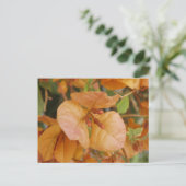Orange Bourgonvillia Postcard Postkarte (Stehend Vorderseite)