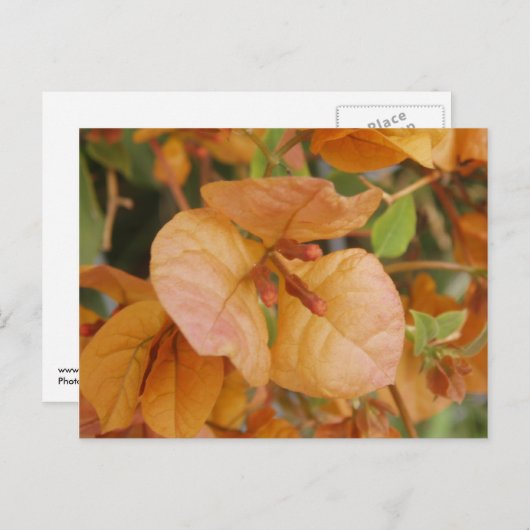 Orange Bourgonvillia Postcard Postkarte (Vorne/Hinten)