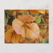 Orange Bourgonvillia Postcard Postkarte (Vorderseite)