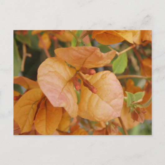 Orange Bourgonvillia Postcard Postkarte (Vorderseite)