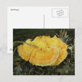 Orange Bracket Fungus Postkarte (Vorne/Hinten)