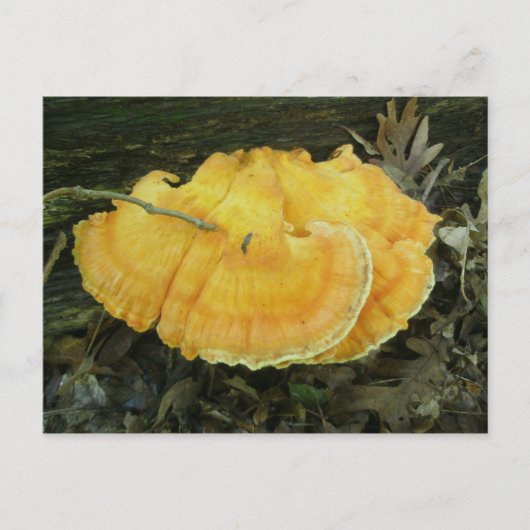 Orange Bracket Fungus Postkarte (Vorderseite)
