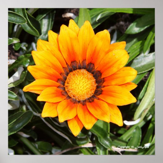 Orange Brilliant Poster (Vorne)