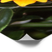 Orange Brilliant Poster (Ecke)