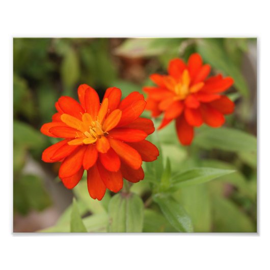 Orange Burst ! 10x8-Foto Fotodruck (Vorne)