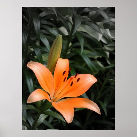 Orange Burst Poster (Vorne)