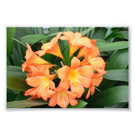 Orange Bush Lily Blume oder Natal Lily Fotodruck (Vorne)