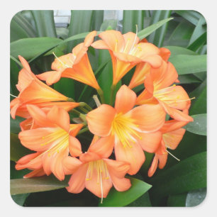 Orange Bush Lily Blume oder Natal Lily Quadratischer Aufkleber